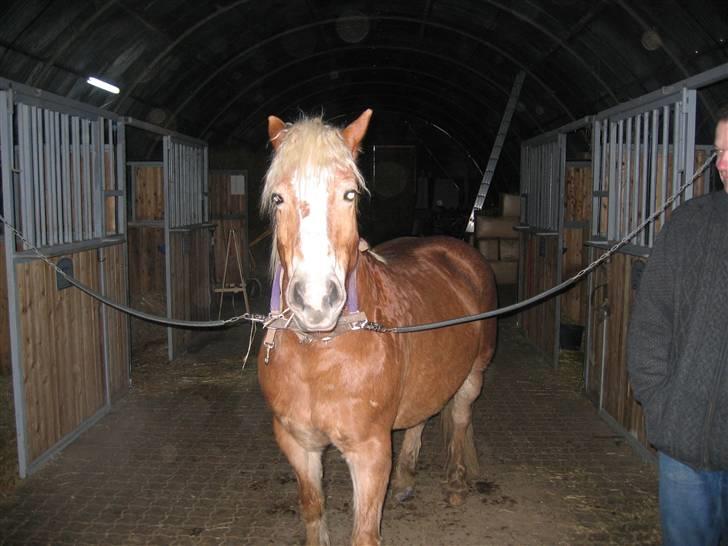 Haflinger flintegårdens halli billede 4