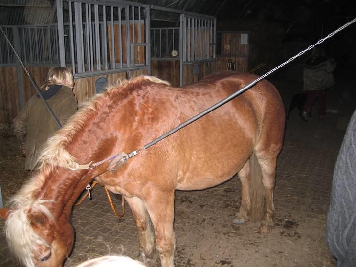Haflinger flintegårdens halli billede 5