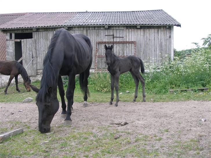 Traver jane bonita billede 5