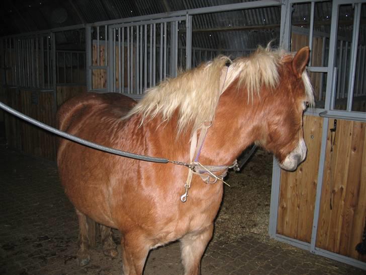 Haflinger flintegårdens halli billede 6