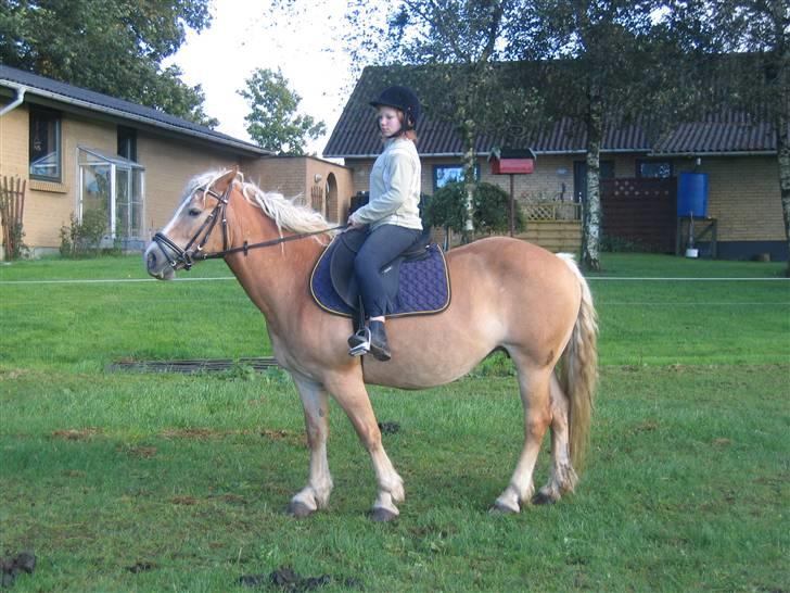 Haflinger flintegårdens halli billede 7