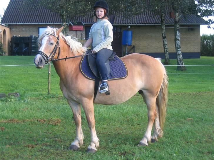 Haflinger flintegårdens halli billede 8