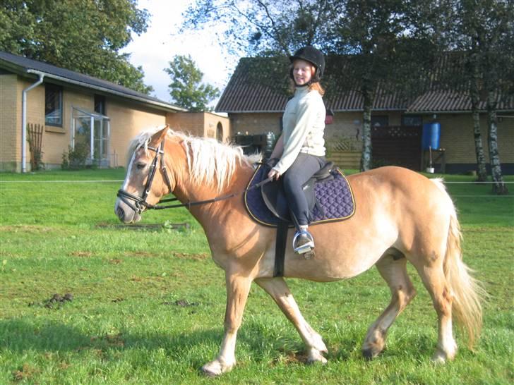 Haflinger flintegårdens halli billede 9