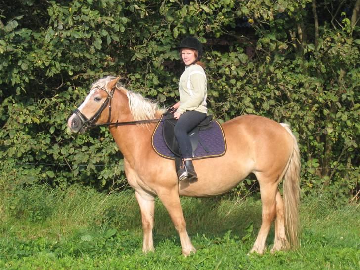Haflinger flintegårdens halli billede 10