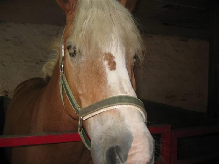 Haflinger flintegårdens halli billede 11