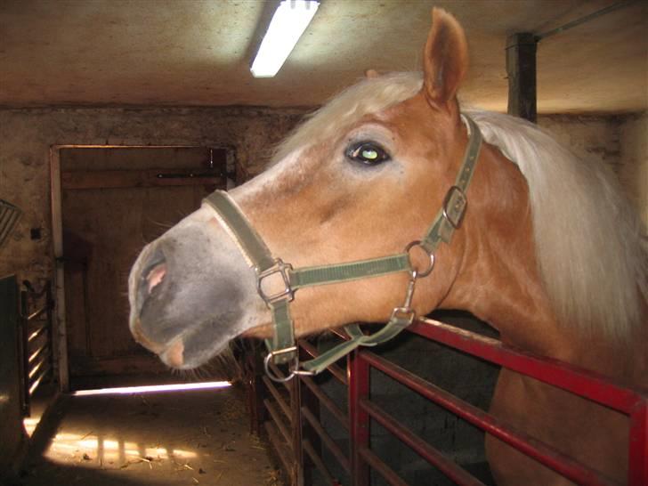 Haflinger flintegårdens halli billede 12