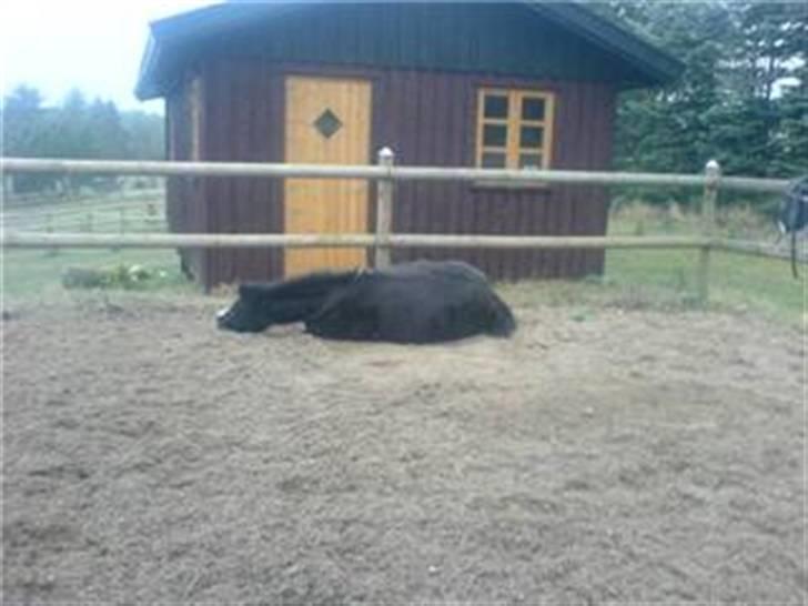 Anden særlig race Flicka GAMMELPART. - jeg savner dig. billede 10