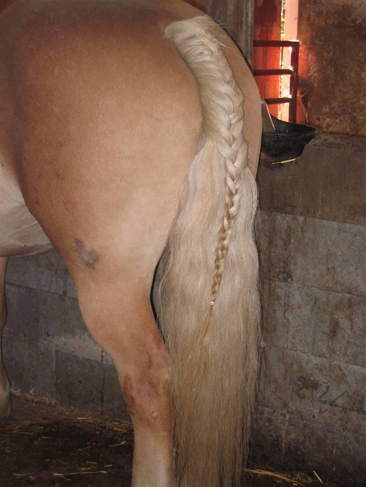 Haflinger flintegårdens halli billede 14