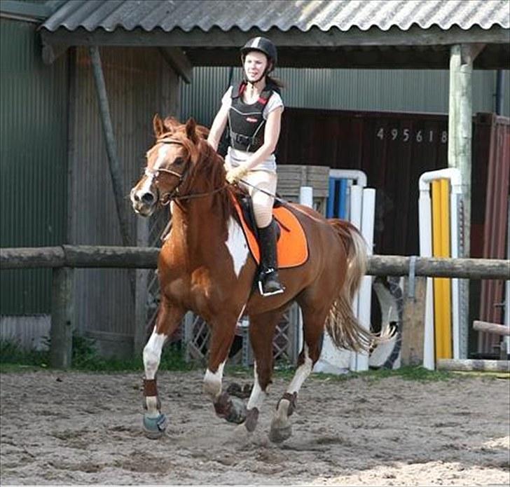 Pinto Polle - Søpølse i galop <3 billede 14