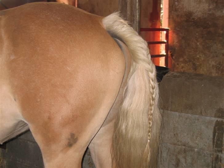 Haflinger flintegårdens halli billede 15