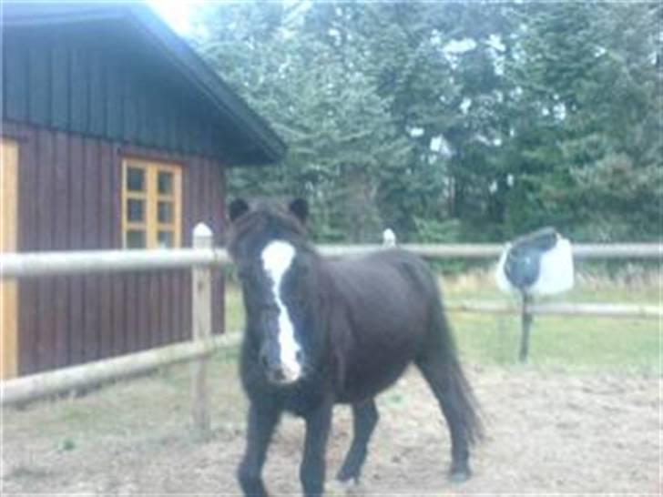 Anden særlig race Flicka GAMMELPART. - jeg savner dig. billede 11