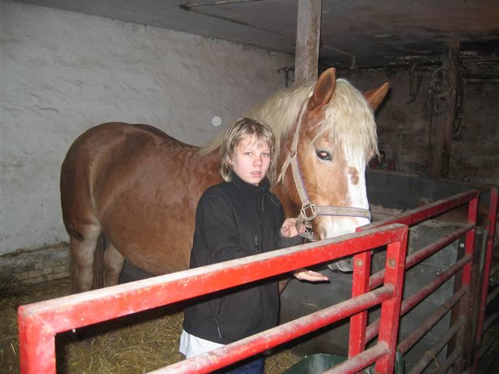 Haflinger flintegårdens halli billede 16