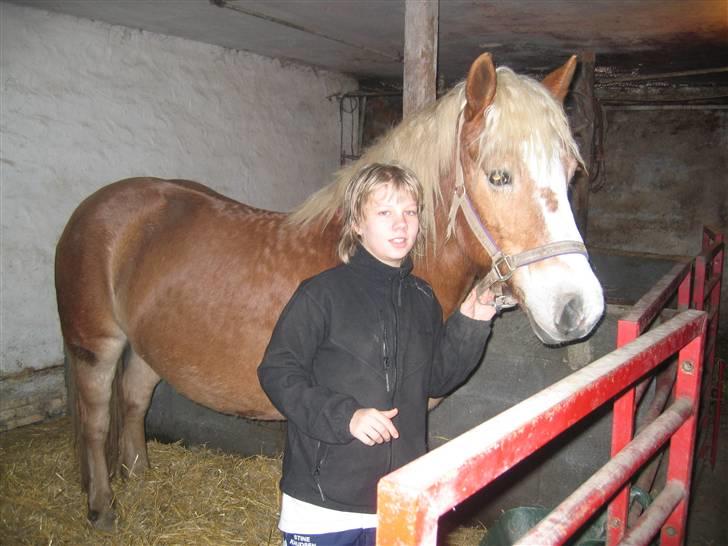 Haflinger flintegårdens halli billede 17