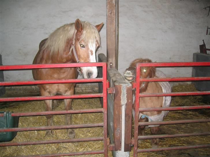 Haflinger flintegårdens halli billede 18