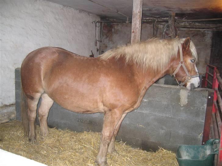 Haflinger flintegårdens halli billede 19