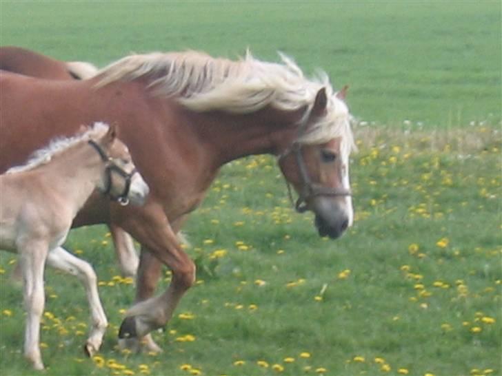 Haflinger flintegårdens halli billede 20