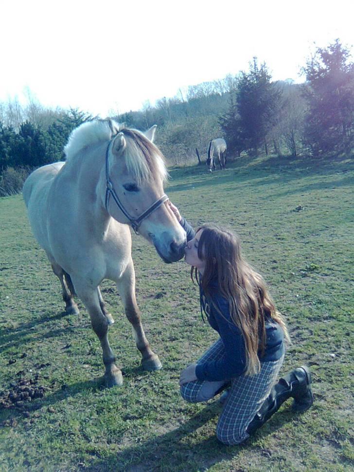 Fjordhest Luna :) - » mys mys<3. Foto : Annemette<3 billede 5