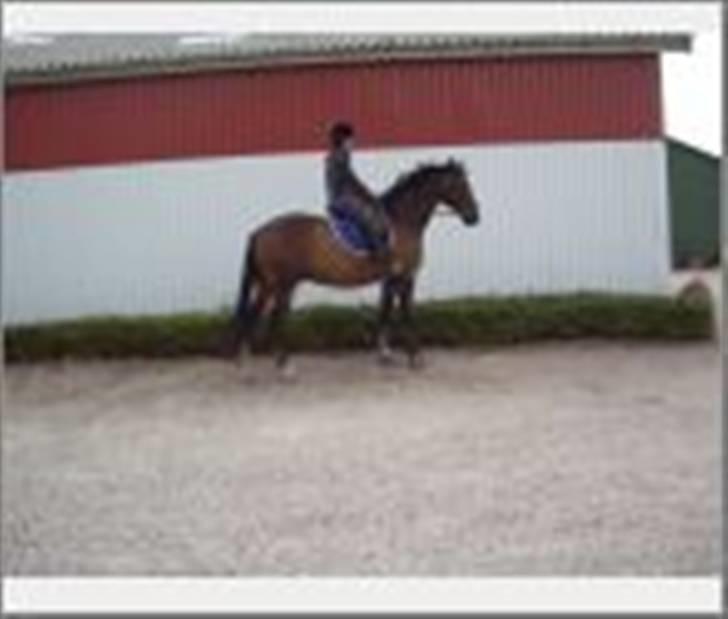 Trakehner Tripoli ( SOLGT) - Min smukke skat :D billede 1