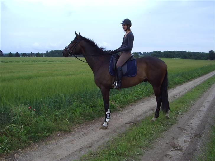 Trakehner Tripoli ( SOLGT) - Oppe hos lars frederiksen . billede 2