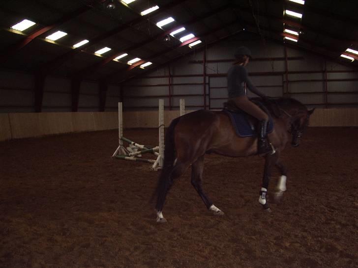 Trakehner Tripoli ( SOLGT) - Da jeg prøvede ham . billede 3