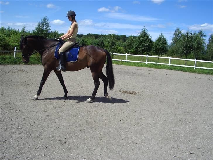 Trakehner Tripoli ( SOLGT) - dagen efter jeg fik ham hjem. billede 5
