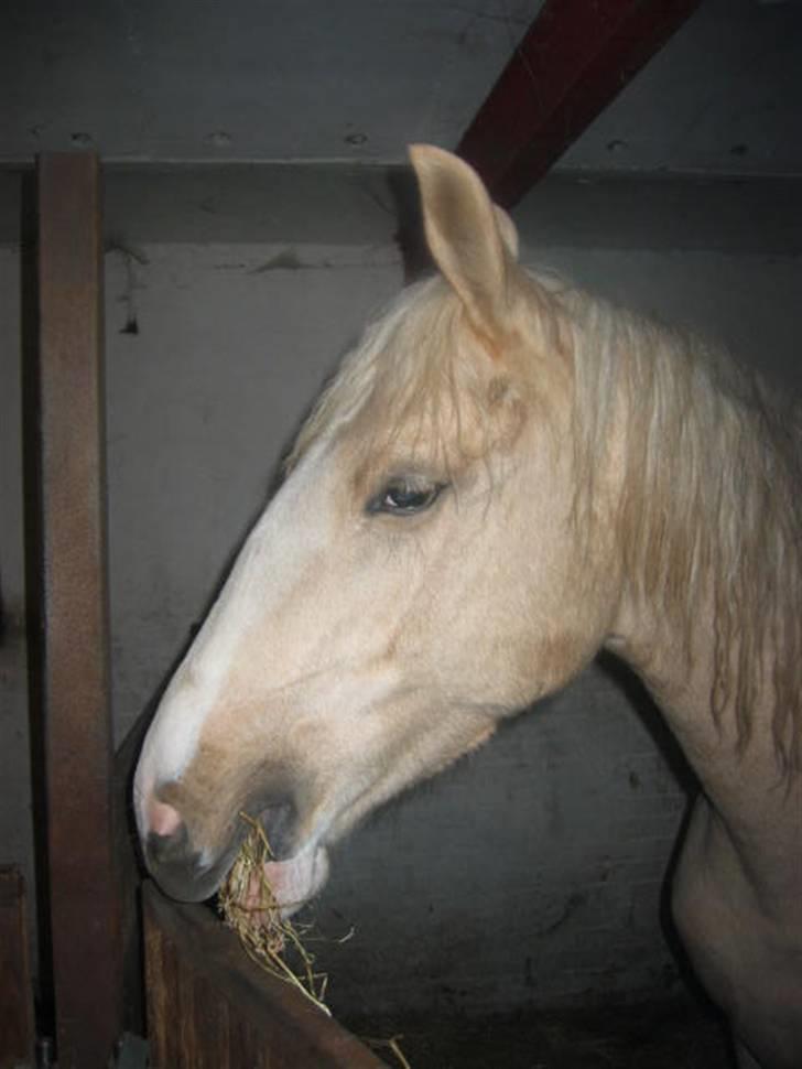 Frederiksborg Sassi Rødsten - Smuk og ædel billede 1