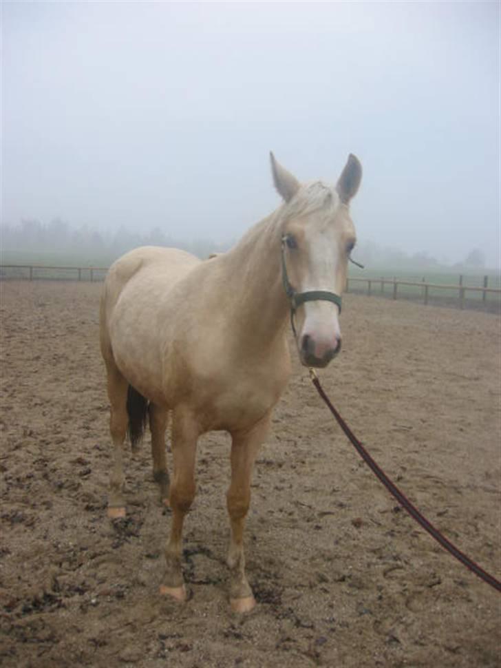 Frederiksborg Sassi Rødsten - "fotomodel er verdens kedeligste leg...!" billede 3