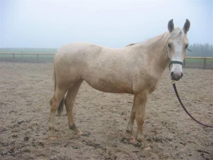 Frederiksborg Sassi Rødsten - "ja, jeg kigger. ellers andet.?" billede 4