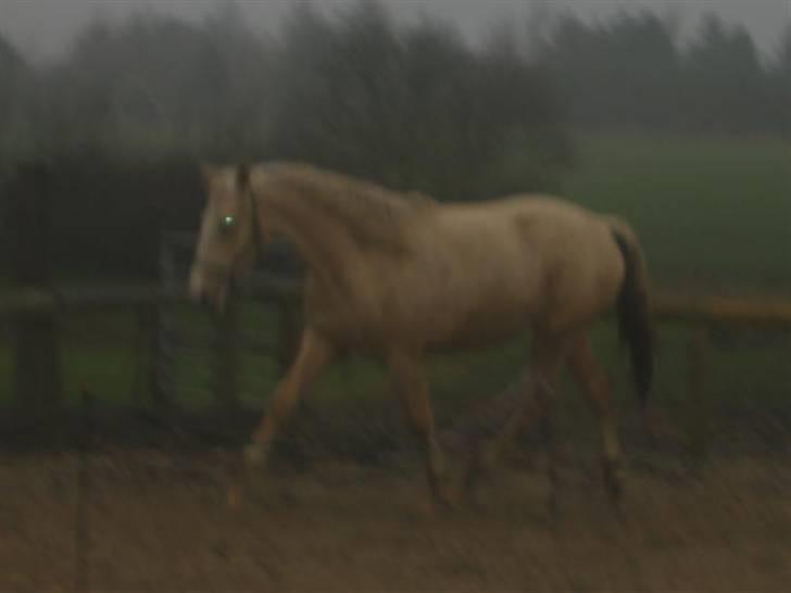 Frederiksborg Sassi Rødsten - i trav billede 5