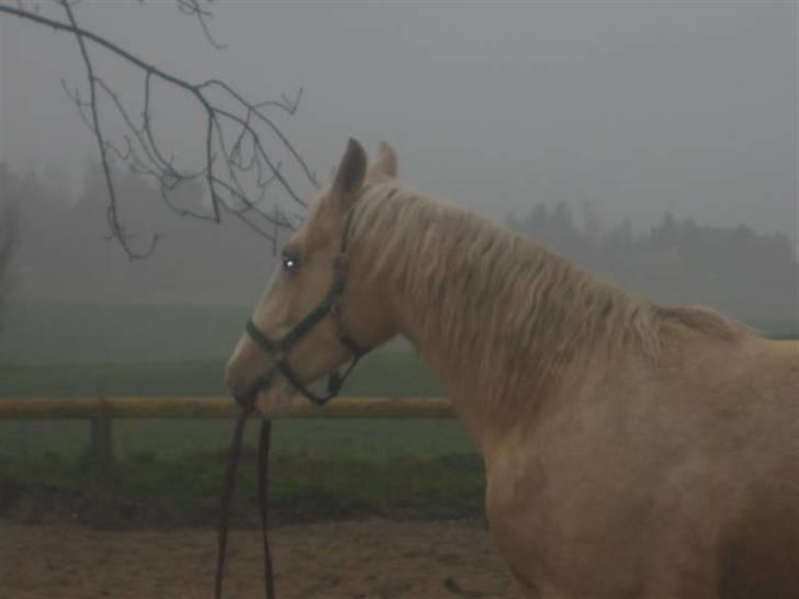 Frederiksborg Sassi Rødsten - longen blev grundigt undersøgt... hehe. billede 6