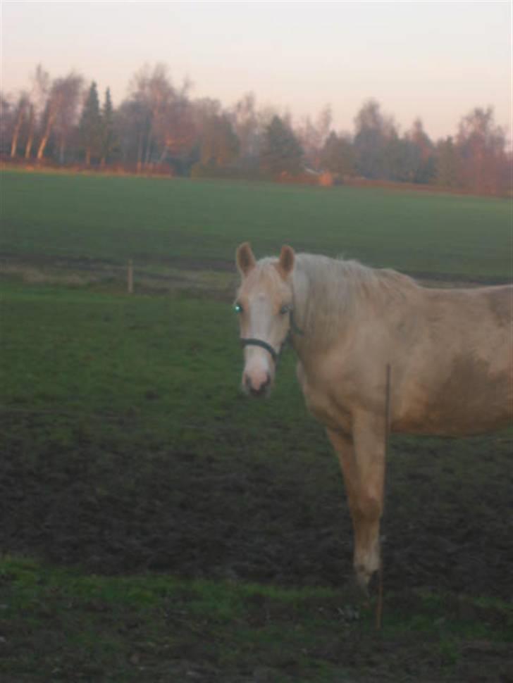 Frederiksborg Sassi Rødsten billede 12