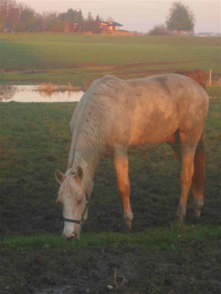 Frederiksborg Sassi Rødsten billede 13