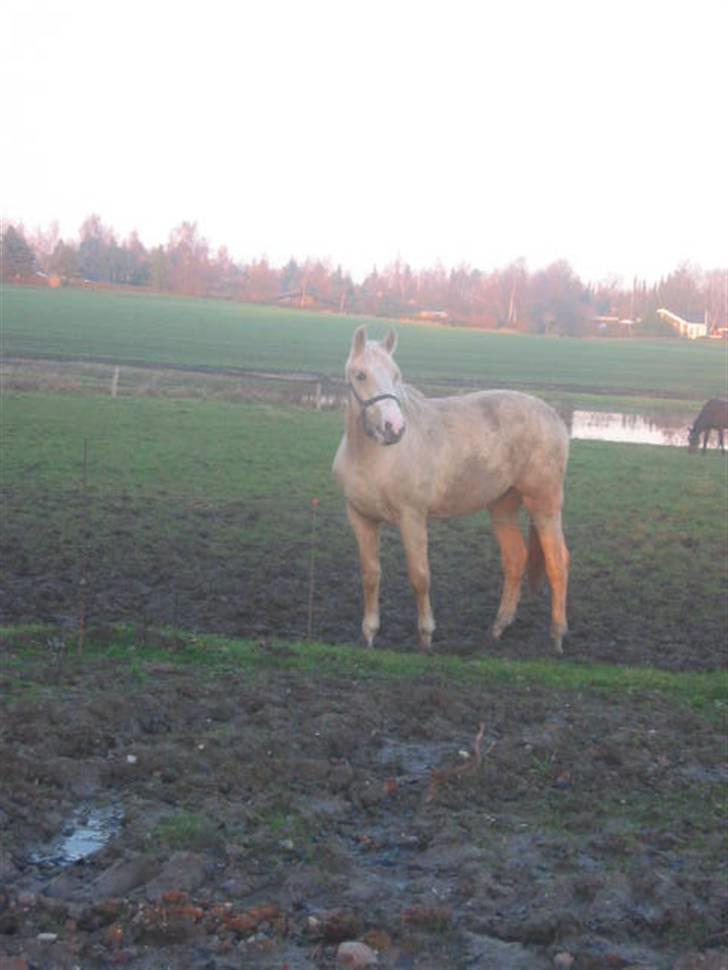 Frederiksborg Sassi Rødsten billede 14