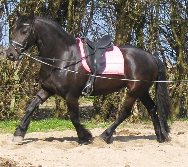 Frieser Jilke Wanda Van de Strubbenhof billede 1