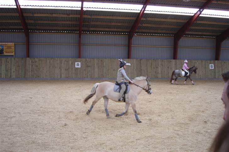 Fjordhest Nikki boy !<3 #Halvpart# - Nikki og Anne billede 9