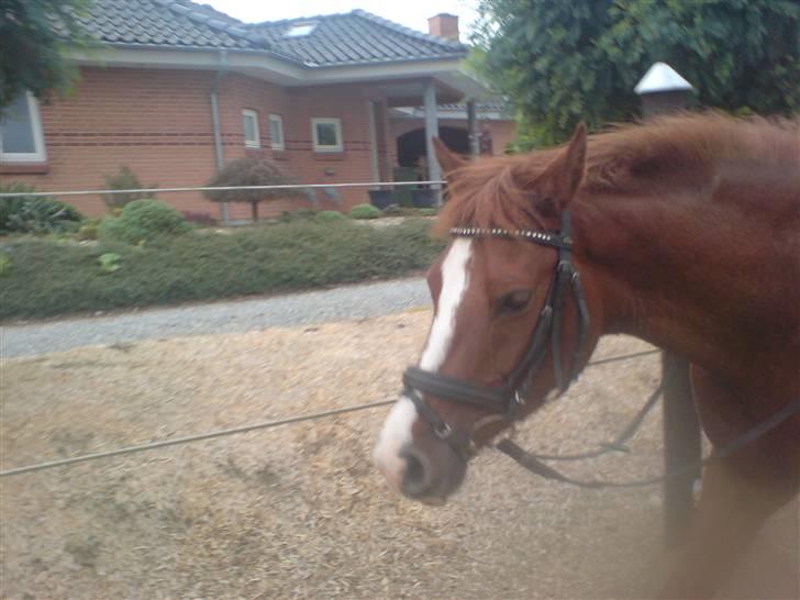 Hollandsk Sportspony Lunderup's  Magnum R.I.P. - Skridter(: billede 5