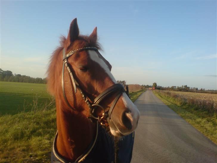 Hollandsk Sportspony Lunderup's  Magnum R.I.P. - Tur (:  billede 7