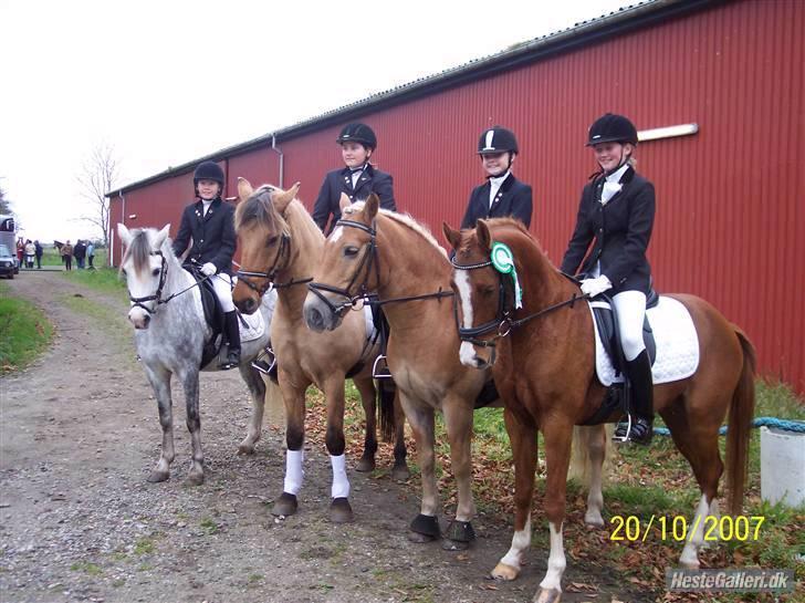 Hollandsk Sportspony Lunderup's  Magnum R.I.P. billede 8