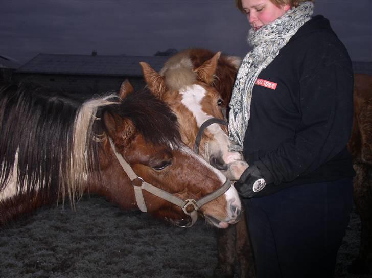 Haflinger Nina[trækhesten] - Cæsar og Nina. Som venner skal de dele, især hvis Nina må tag det hele. Foto. Natalie billede 6