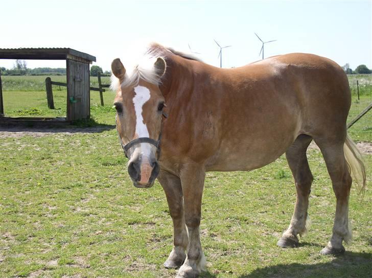 Haflinger Nina[trækhesten] - En bred hest er får mange mennesker, kun en bøf. Jeg mener det er den bedste hest du kan få, der vil noget, har noget styrke og mod, og bliver 7 9 13 aldrig syg. Foto: natalie billede 7