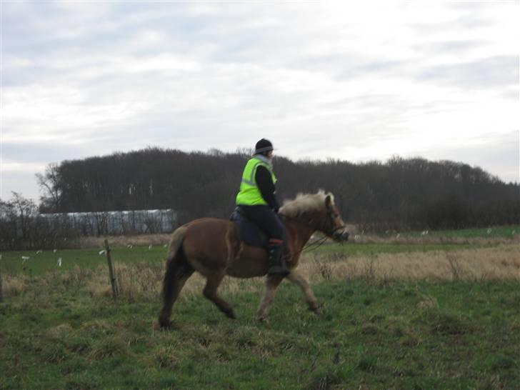 Haflinger Nina[trækhesten] - Hvem siger træk heste ikke kan dressur? Det er måsk ikke på O.L plan, bare begynder plan og det,. Men hva så? Foto: Natalie K billede 8