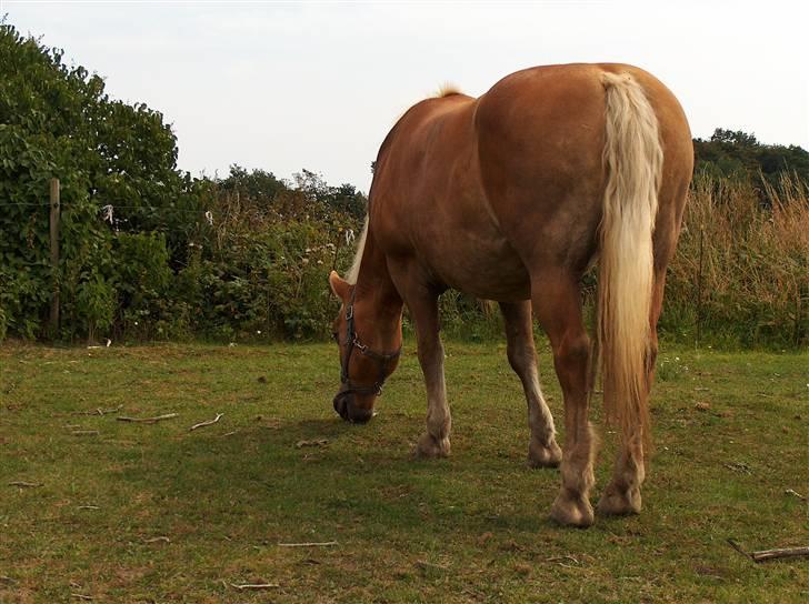 Haflinger Nina[trækhesten] - Der er en grund til vi kalder hende trækhesten! xD billede 9