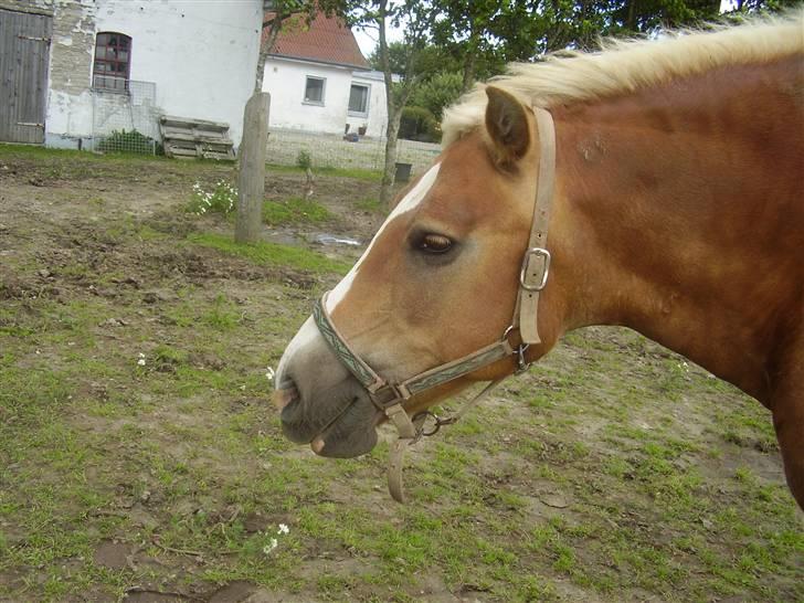 Haflinger Nina[trækhesten] - at ha et udtryk som hende, er ubeskrivligt! billede 10