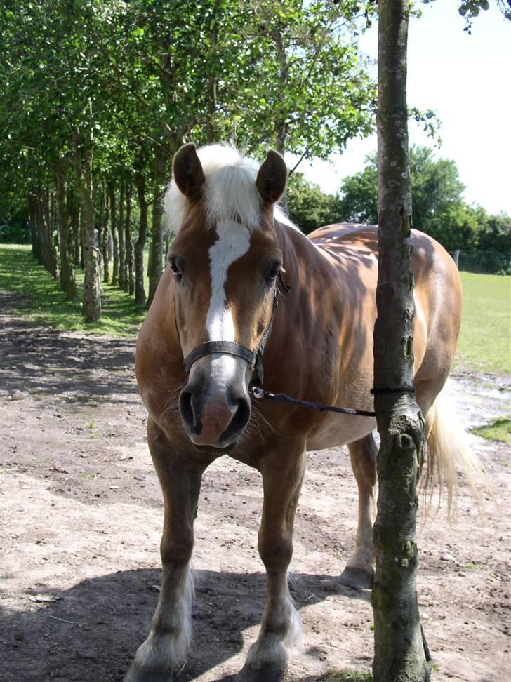 Haflinger Nina[trækhesten] - Er vild med det billede billede 12