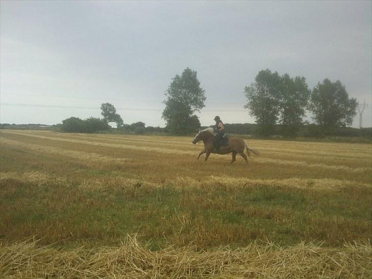 Haflinger Nina[trækhesten] - Year vi kan osse gallopere Sidelæns. Sorry men hun var ikke I foto Humør billede 13