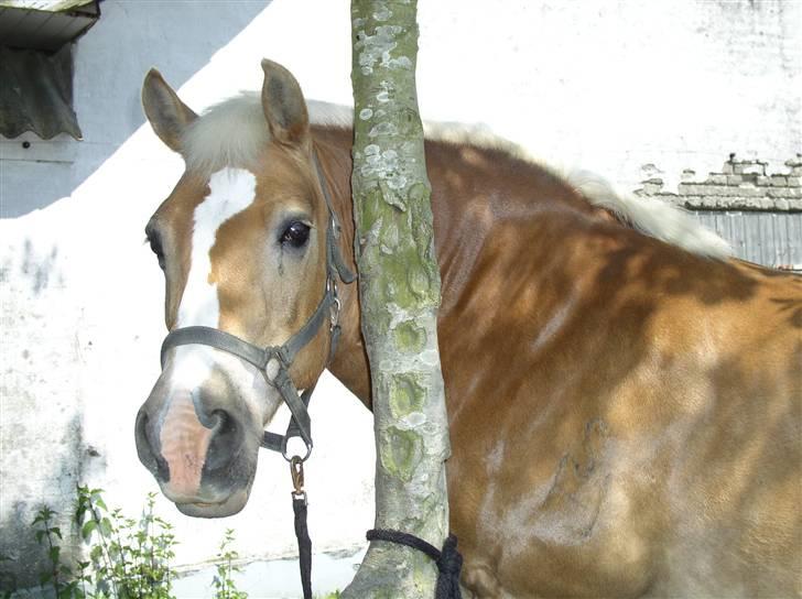 Haflinger Nina[trækhesten] - Min egen Barbie hest! billede 15