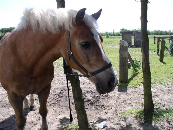 Haflinger Nina[trækhesten] - Så nysgirre, som hende, er der ingen andre, der er <´3 billede 17