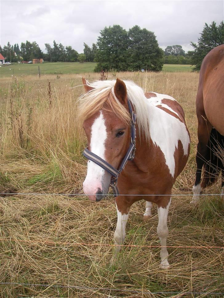 Pinto Atlanta Nyholm - velkommen til atlanta`s profil. fra sommeren 2006 da jeg fik dem hjem og gå.. lille ballademager.. billede 1