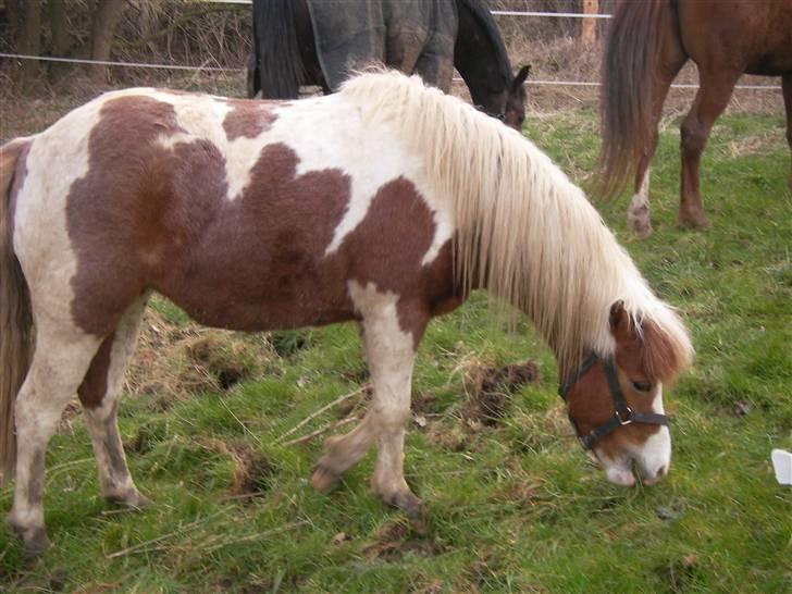 Pinto Atlanta Nyholm - uhm lidt dejligt græs, lad være med at forstyrre mor! billede 2