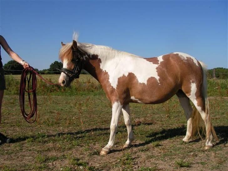 Pinto Atlanta Nyholm - fin opstilling, 2008. billede 3